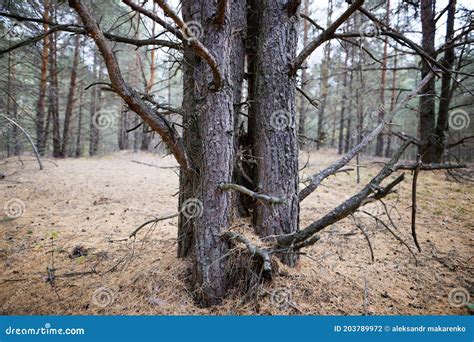 Pine Forest Slender Trees Land In Needles Stock Photo Image Of Grove