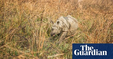 Relocating Nepals Rhinos In Pictures Environment The Guardian