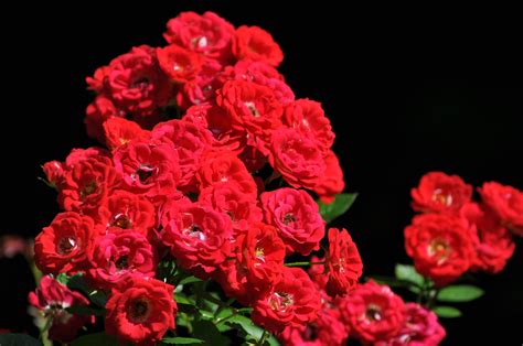 1920x1080 Wallpaper Red Flowers Floral Roses Nature Red Flower