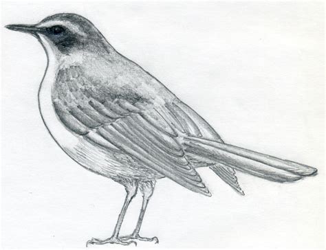 How To Draw A Bird And What You Need To Know