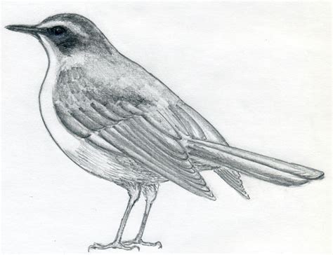 How To Draw A Bird And What You Need To Know