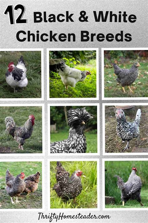 beautiful black and white chicken breeds