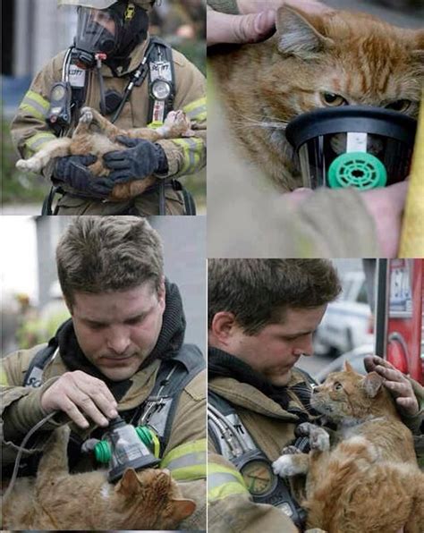 One Grateful Cat Saving Cat Firefighter Cat Rescue