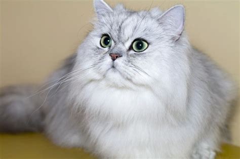 Check spelling or type a new query. Persian Cats and Polycystic Kidney Disease | Cats, Cat ...