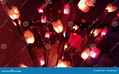 Christmas Flower Lights Stock Photo Image Of Seasonal 64367456