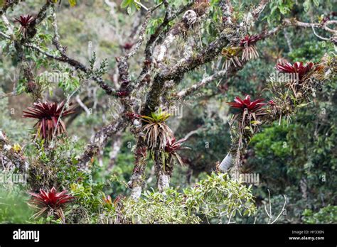 Colorful Bromeliad And Other Epiphytic Plants Grow On Trees In The