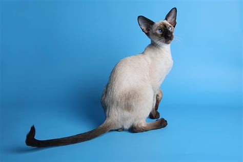 Siamese Cat Kinked Tail Best Cat Wallpaper