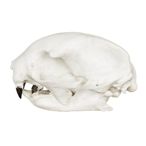Replica Hoffmanns Two Toed Sloth Skull For Sale Skulls Unlimited
