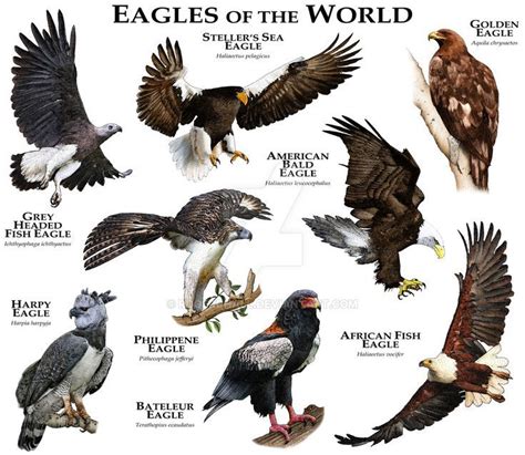 √ 11 Types Of Eagles In The World With Awesome Pictures