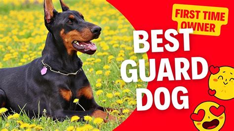 Which Breed Is Best Guard Dog For First Time Owners In India Dogs Cares