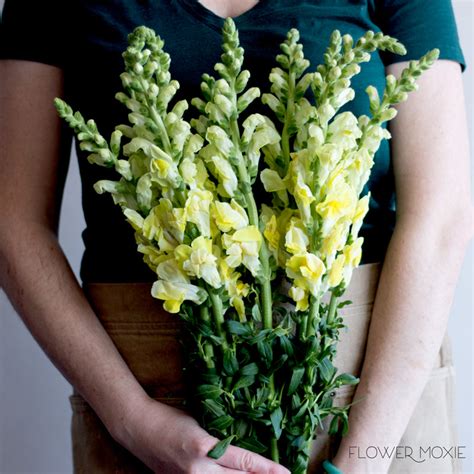 Yellow Snapdragons Diy Wedding Flowers Flower Moxie
