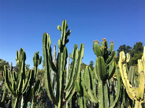 Description:desert hot springs dental has been serving the community of desert hot springs for over 25 years. Mariscal Cactus & Succulents