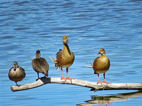 Plumed Whistling Ducks And Grey Teal Jerrabomberra Wetlands Nature