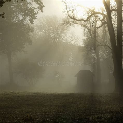 Sun Shines Through Thick Fog And Trees In Early Morning Forest Stock