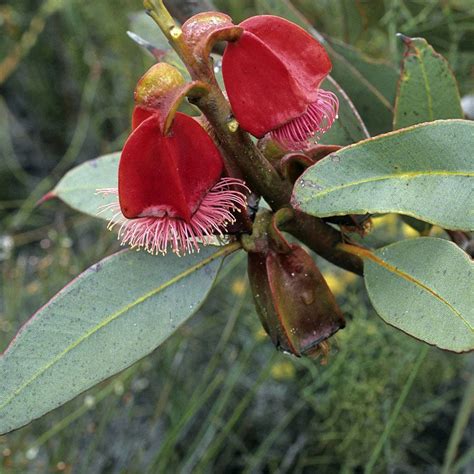 Maybe you would like to learn more about one of these? Australian Seed - EUCALYPTUS tetraptera | Australian ...