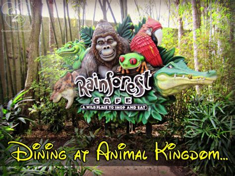 One of our original advance dining reservations was at the rainforest café in downtown disney, but somewhere along the line we cancelled it and so decided that on our last day we'd nip into the one in. Disney World Dining: Rainforest Cafe in Animal Kingdom
