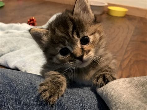 Cute Baby Kittens For Adoption Photographer Captures Ladies With