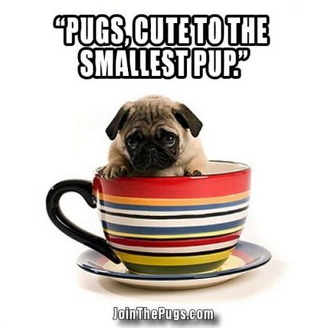 Cup Pup Pug Teacup Pug Teacup Puppies Pug Puppies Pug Dogs Small