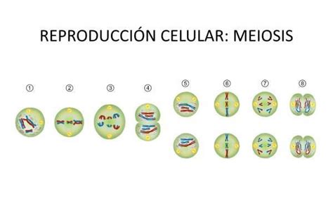 Meiosis Fases Y Características Resumen Con Esquemas Mitosis Y