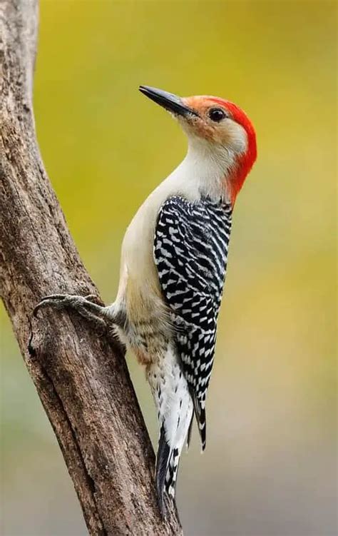 Woodpeckers In North Carolina 7 Species With Pictures Wild Bird