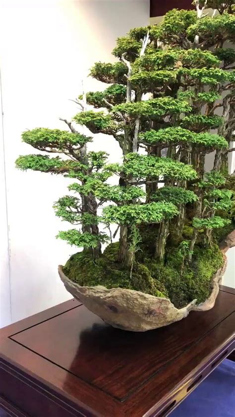 view types of bonsai trees indoor with pictures pics hobby plan
