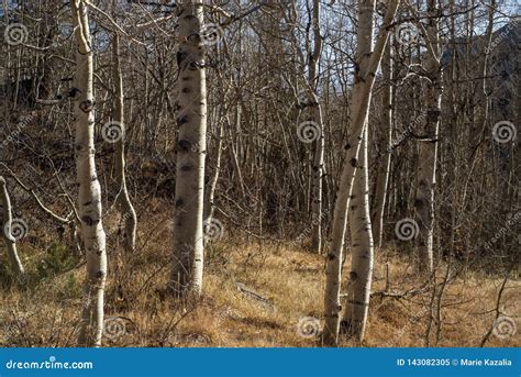 Aspen Trees White Bark Tree Trunks Autumn Landscape Stock Image Image