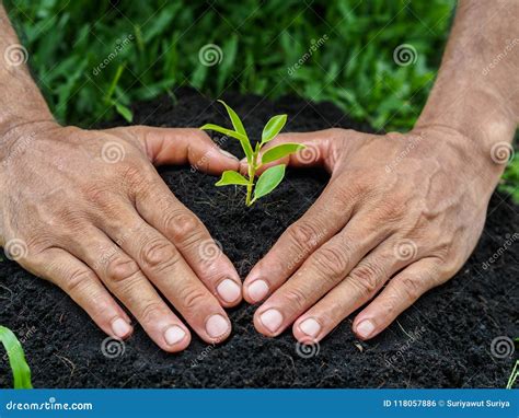 Man Hands Planting The Tree Into The Soil Planting Concept Stock Photo