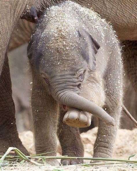 Adopt An Elephant Elephant Lover Cute Elephant Elephant Images