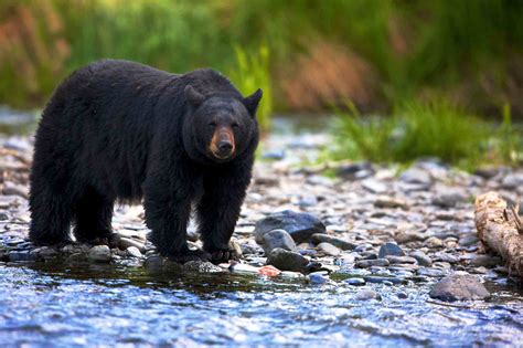Bear Facts Habitat Behavior Diet