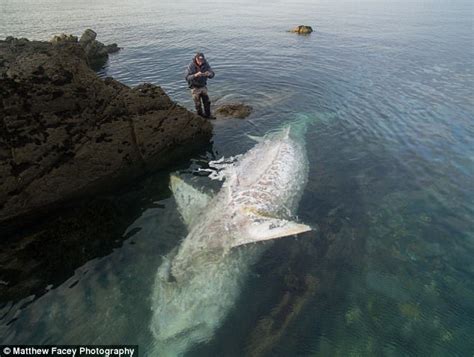 ‘biggest Ever Porbeagle Shark Reeled In Off Devon Coast Daily Mail