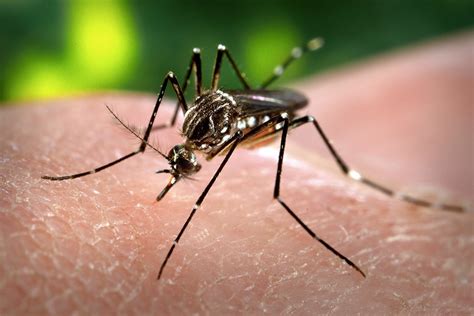 Zika Virus What Do We Know About It And How Can It Be Contained Hub