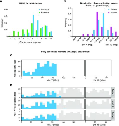 Recombination And Position Of Fully Sex Linked Genetic Markers On The
