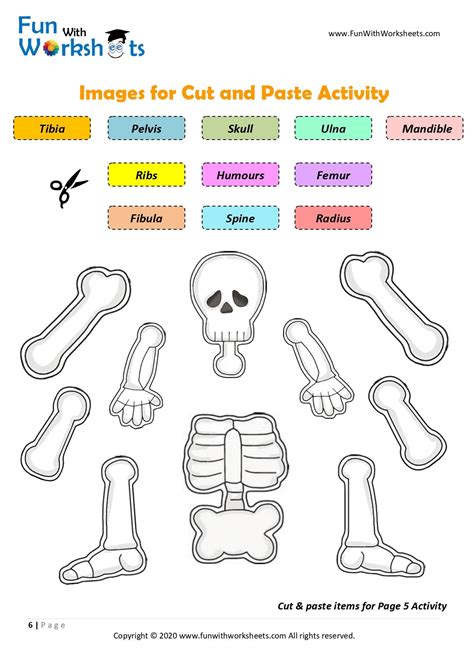 Skeleton Anatomy Activity Printable Human Bones Lesson Moving Skeleton