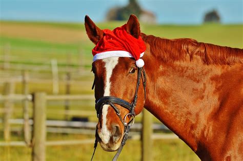 Greatbigcanvas.com has been visited by 100k+ users in the past month Horse Movies to Watch This Christmas - Savvy Horsewoman