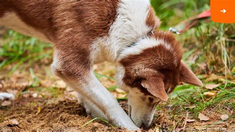 Digging Deeper Why Do Dogs Bury Bones 2023