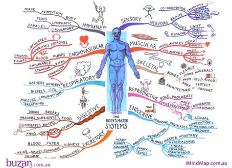The interactive body map below shows the organs of the body and which systems they play a role in. Discover the body's major systems with the Study of body systems Mind Map | Body systems, Mind ...