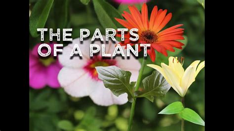 That part is entirely up to you. The Parts of a Plant (song for kids about flower/stem ...