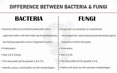 What Is Difference Between Fungi And Bacteria