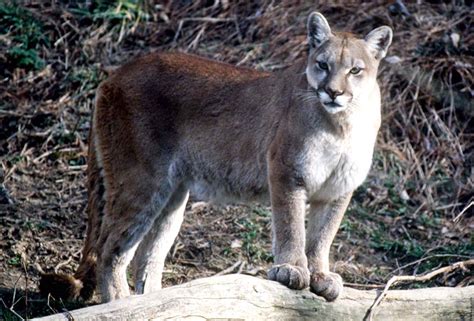 While most of these sightings by taking precautions and knowing how to safely interact, humans and mountain lions can coexist. Big Bend National Park: Boy Attacked By Mountain Lion ...