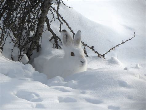 The Snow Bunny Telegraph