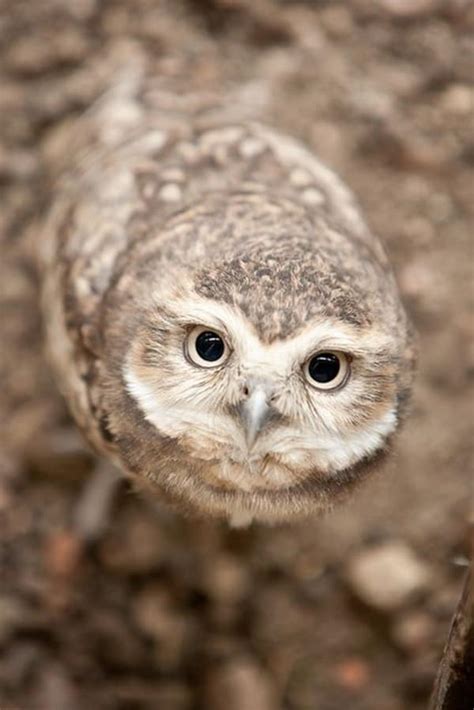 60 Cute Owl Pictures Some Interesting Pictures For You To Enjoy