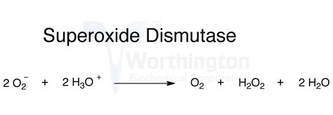 Superoxide Dismutase Worthington Enzyme Manual