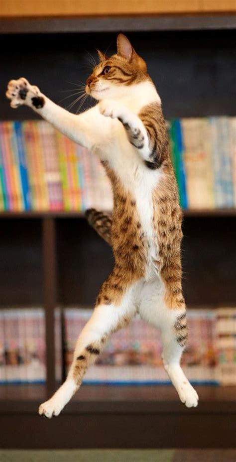 Akimasa Harada Dancing Animals Dancing Cat Animals And Pets Funny