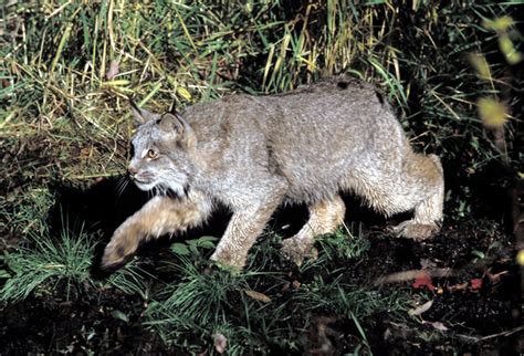 Canada Lynx Lynx Canadensis Natureworks