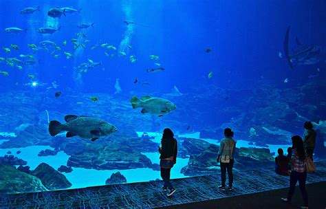 Georgia Aquarium In Atlanta Survival Guide Tips And Attractions