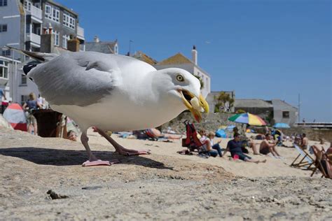 Seagulls aren't menaces - they are fascinating and complex creatures | New Scientist