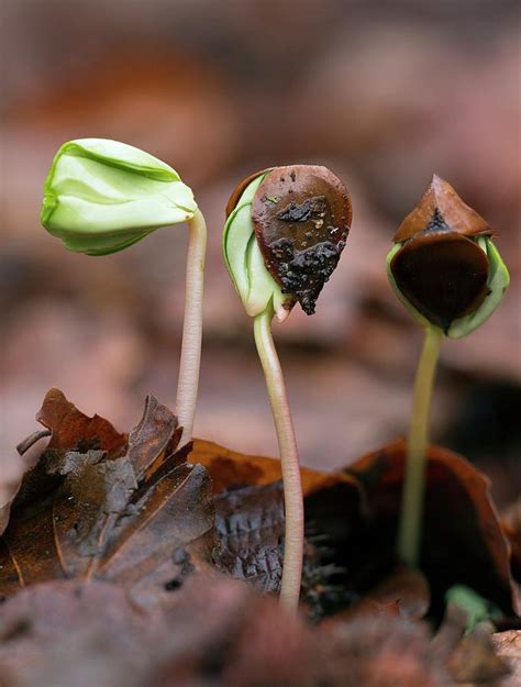 Beech Fagus Sylvatica Tree Seedlings Photograph By Bob Gibbons Pixels