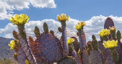 California's premiere specialty nursery featuring cactus and succulent from around the world. Harmony Motel near Joshua Tree National Park is home away ...