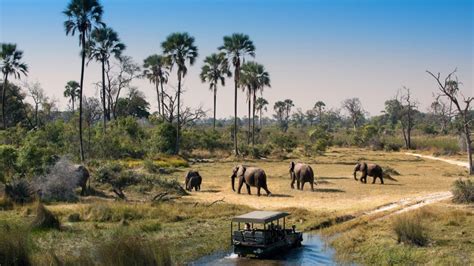 Découvrir L’idyllique Botswana Guide Vacances