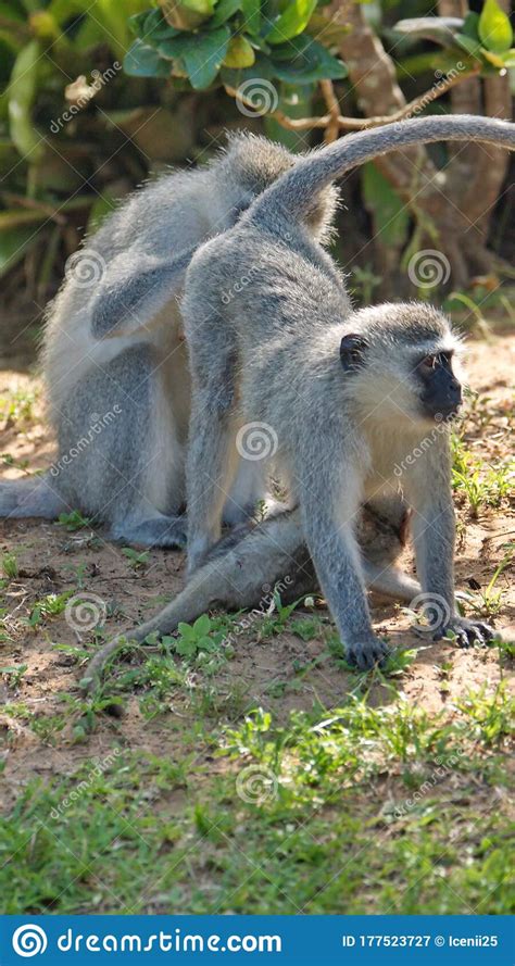 Vervet Monkeys Grooming Each Other Stock Image Image Of Monkeys